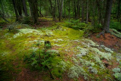 Forest Floor Moss