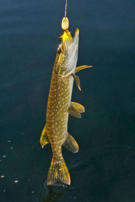 Northern Pike