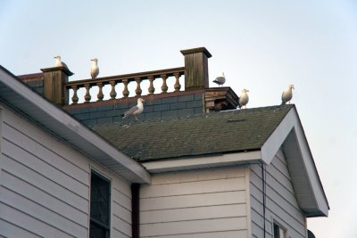 Seagull Roof.jpg