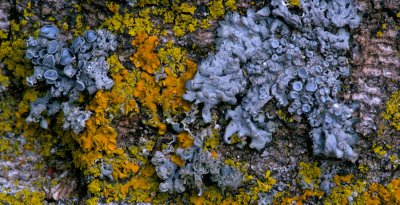 Tree Bark, Lichen