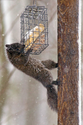 Snowy Squirrel