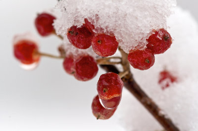 Snow Berries