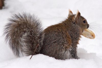Gray Squirrel with cracker