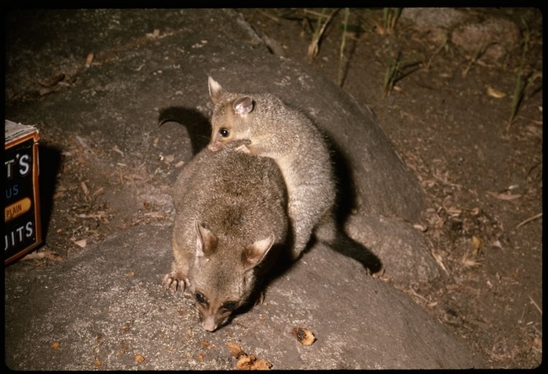 Night Visitors at Bush Camp