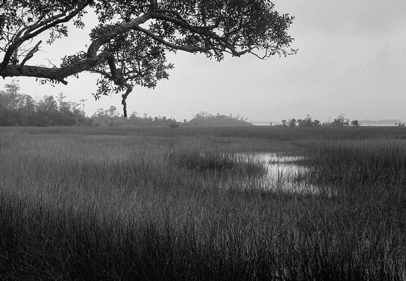 Misty Marsh in Zorki Park 1