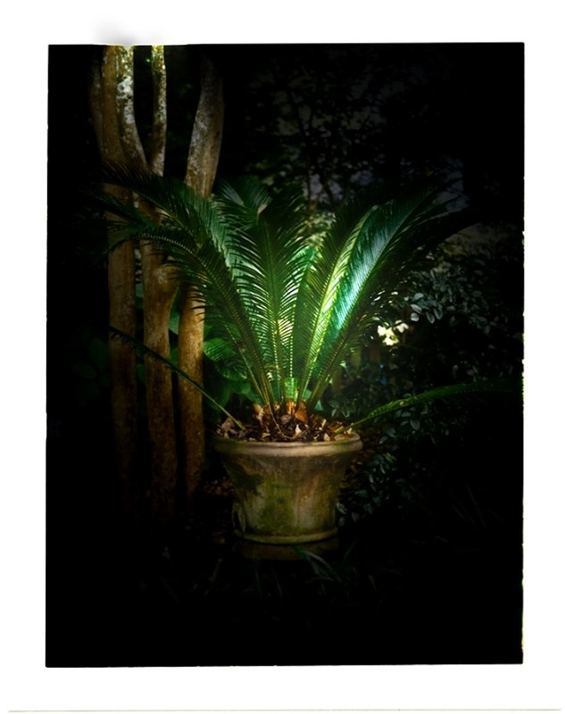 Sago Palm 5 - Garden LightPolaroid