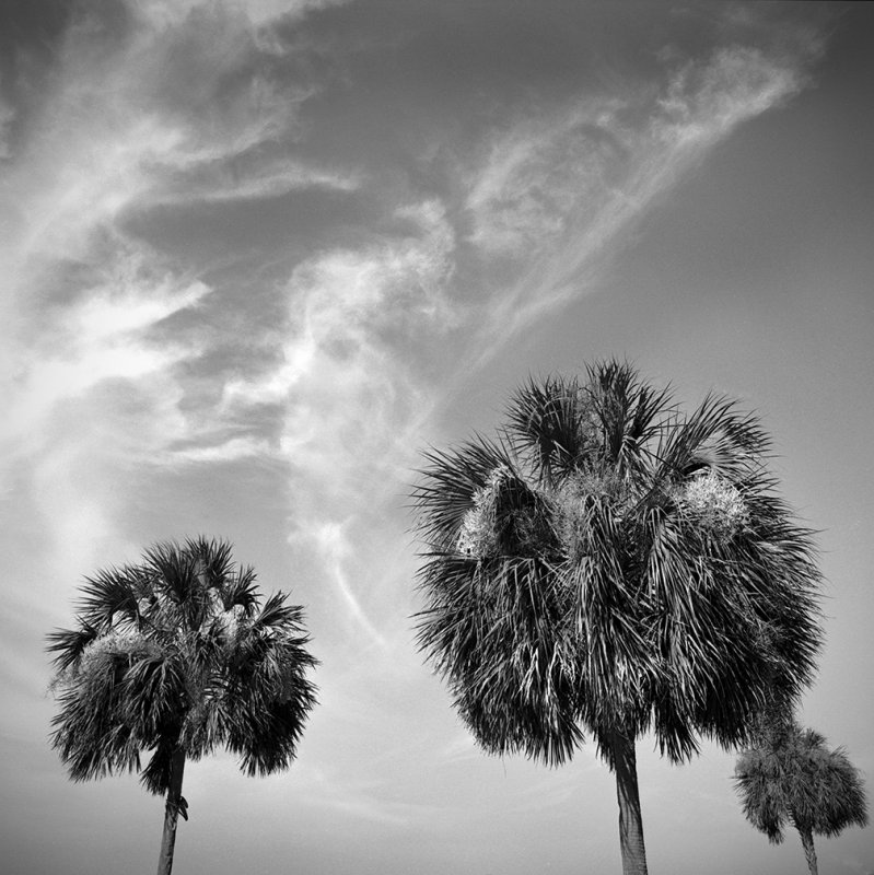 Palmetto Palms