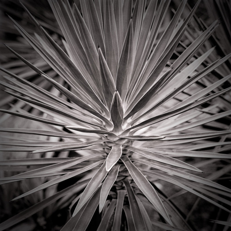 Yucca
