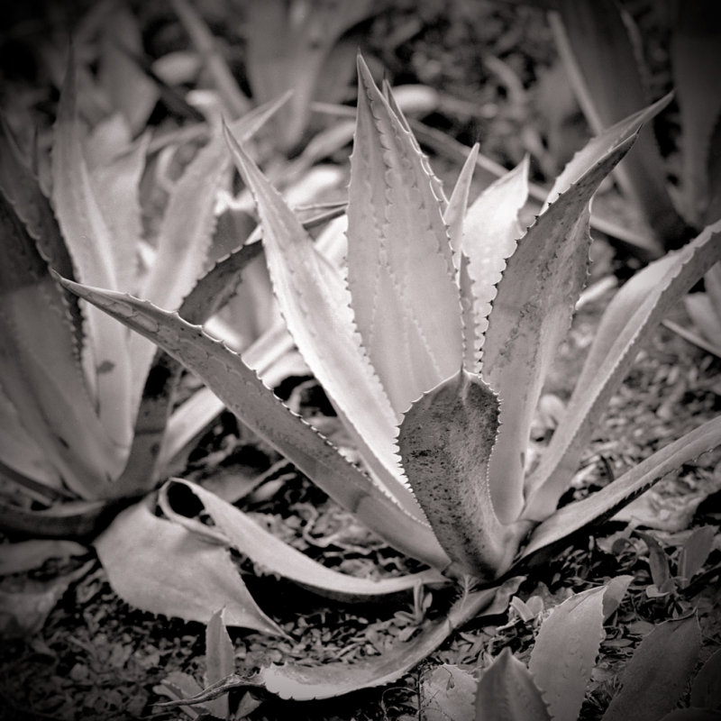 Agave #5