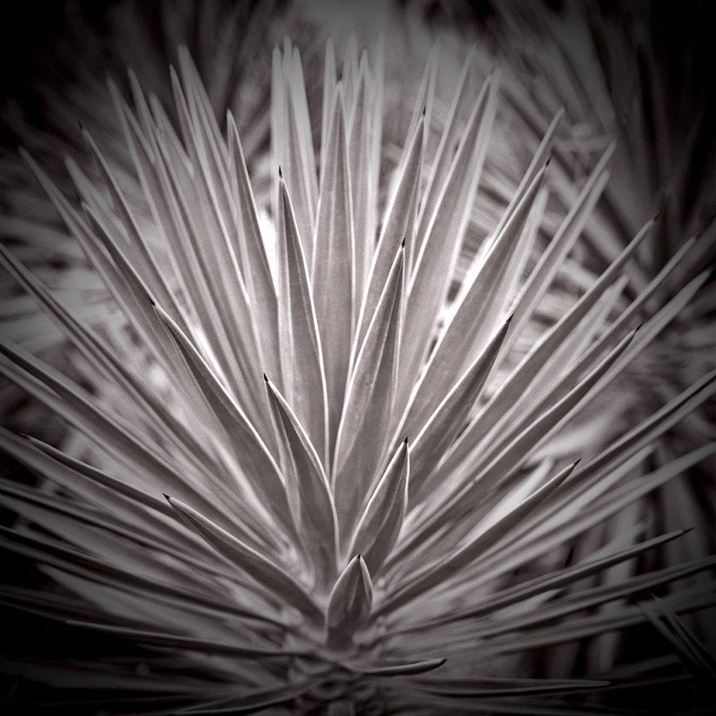 Yucca #2