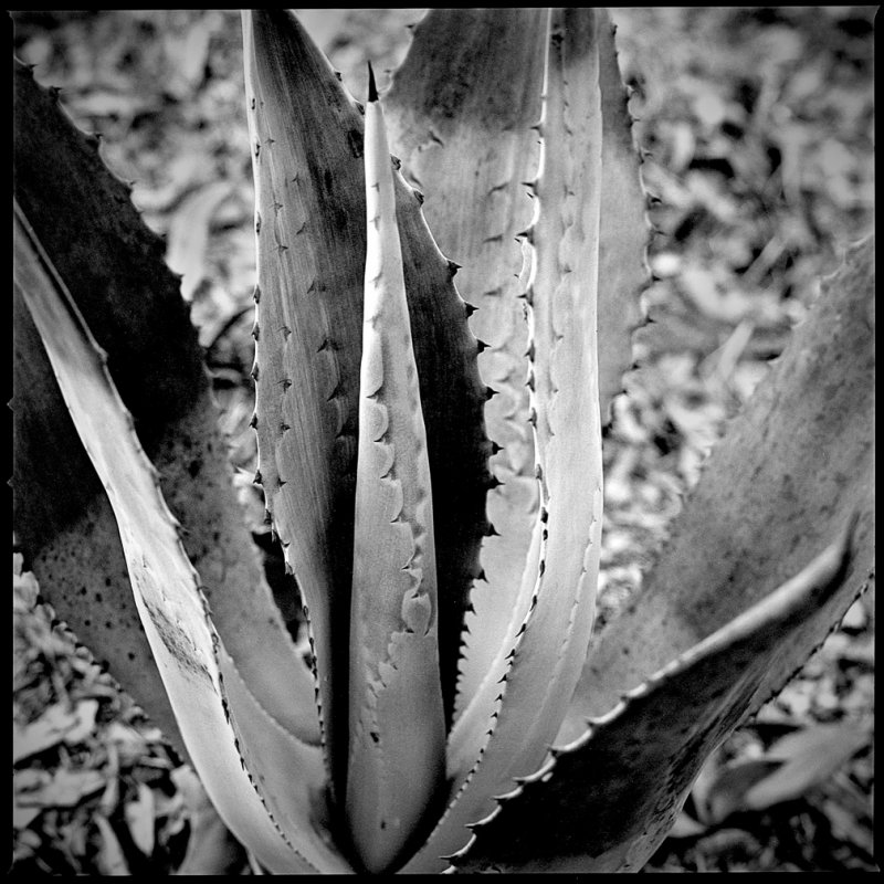 Agave #10