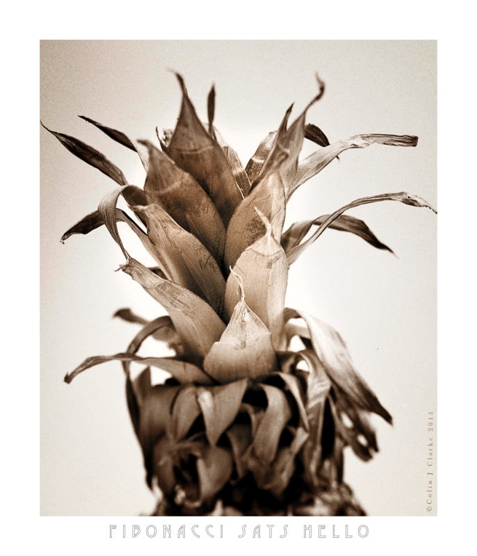 Pineapple Study