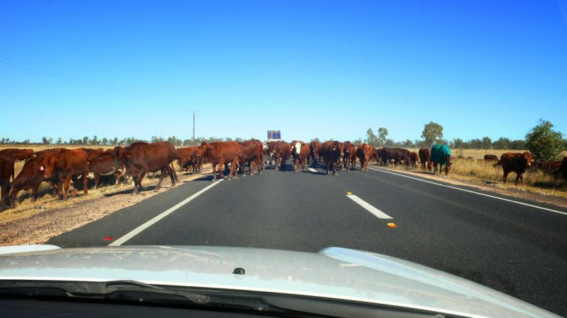Outback Highway Obstacle