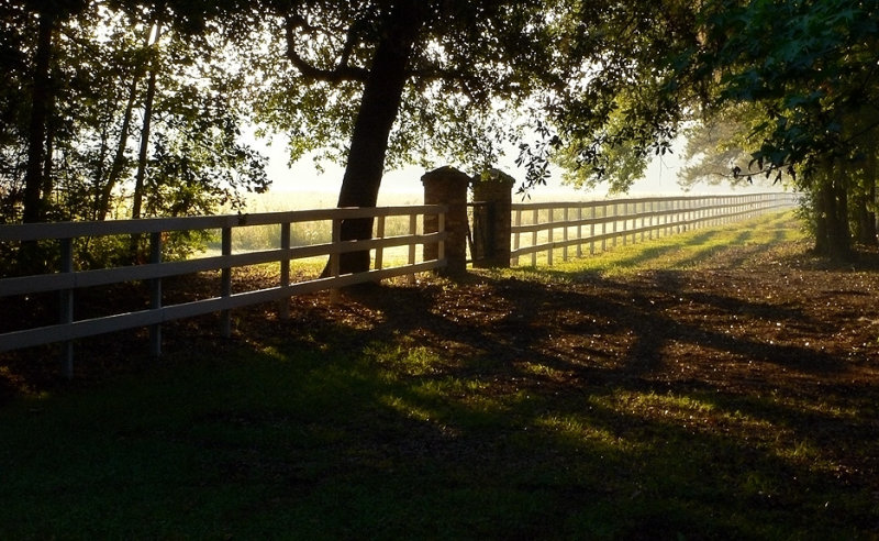 Fence Line