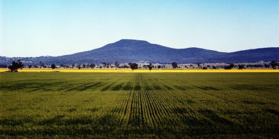 Rapeseed/Canola Fields