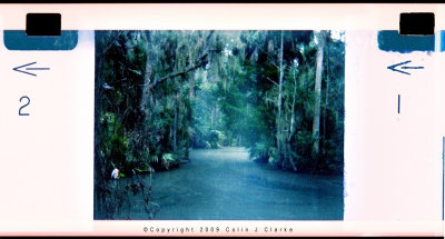 Holga Gator Swamp 2