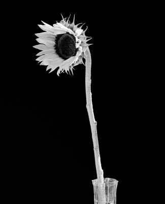 Sunflower III