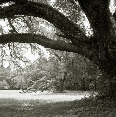 Fallen Oak