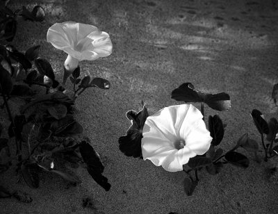 Dune Flower 1