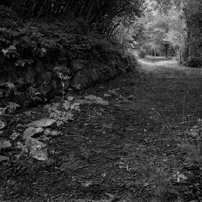 Glade<br><font size=1>Rolleiflex TLR