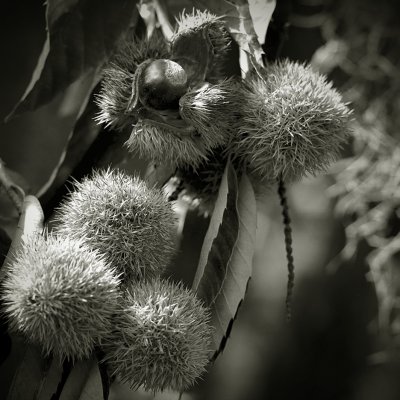 Chinese Chestnut