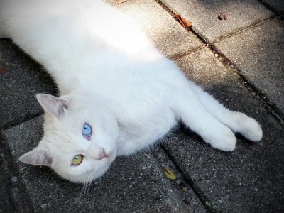 Tasha