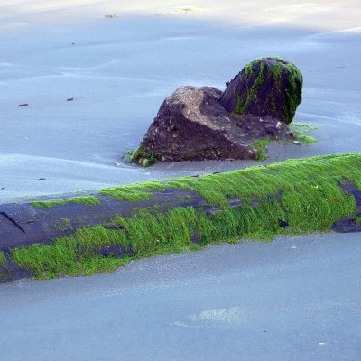 Low Tide Leftovers