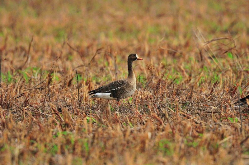 Matagorda County 01-02-09 0269