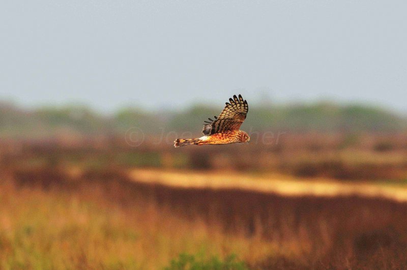 San Bernard NWR 01-02-09 0387