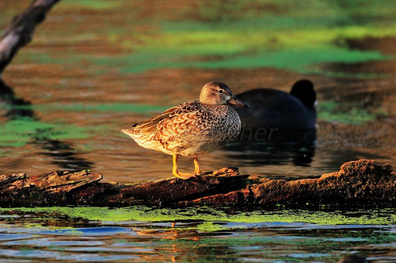 Brazos Bend SP  01-16-09 0154