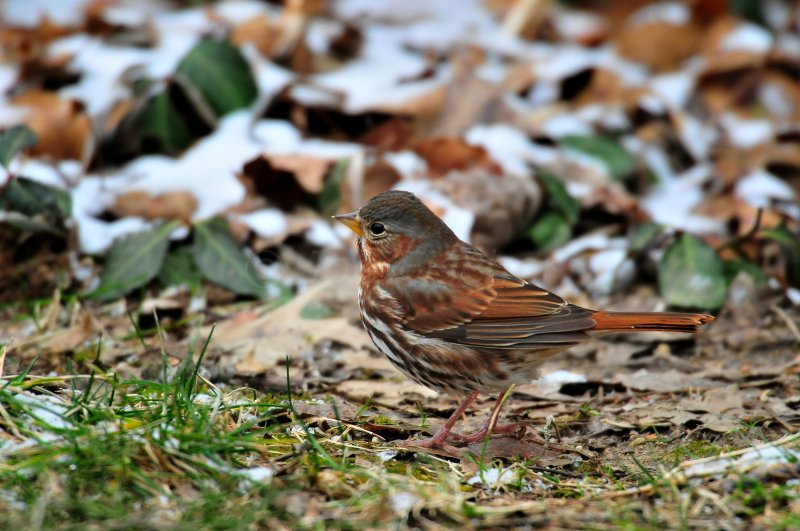 Mike Fischers Yard 12-26-09 0696a.JPG