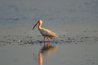 San Bernard NWR 06-01-08 0044