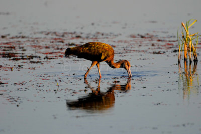 San Bernard NWR 06-01-08 0062