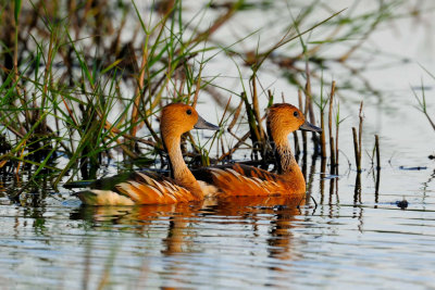 San Bernard NWR 06-01-08 0119A