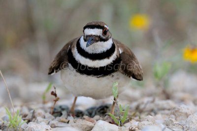 Brazoria NWR 06-01-08 0028