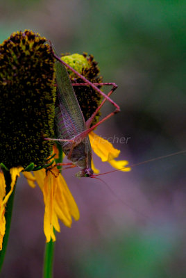 Katydid