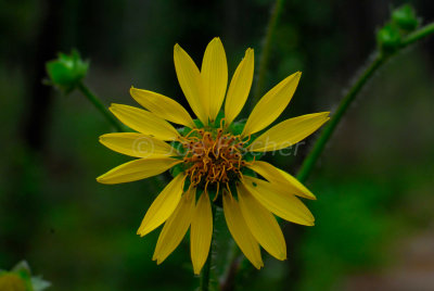 Big Thicket 07-06-08 0003