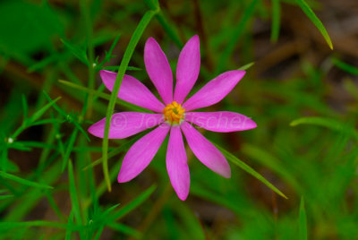 Big Thicket 07-06-08 0007