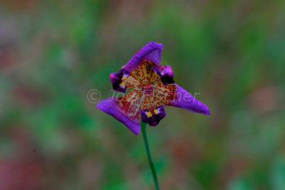 Big Thicket 07-06-08 0025