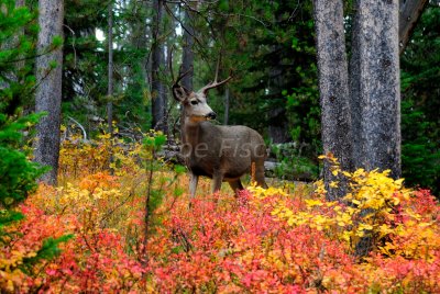 Grand Teton NP 09-20-08 0042