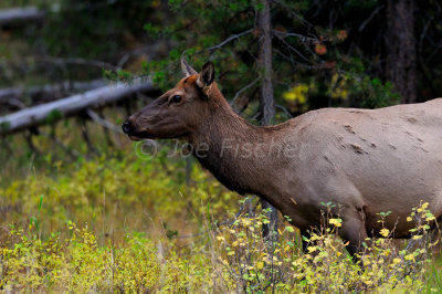 Grand Teton NP 09-21-08 0152