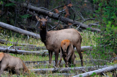 Grand Teton NP 09-21-08 0157