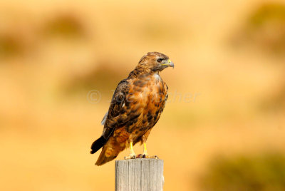 Birds of Grand Teton