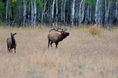 Grand Teton NP 09-22-08 0468