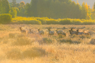 Grand Teton NP 09-24-08 0756