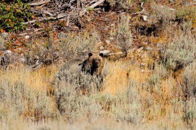 Grand Teton NP 09-24-08 0826