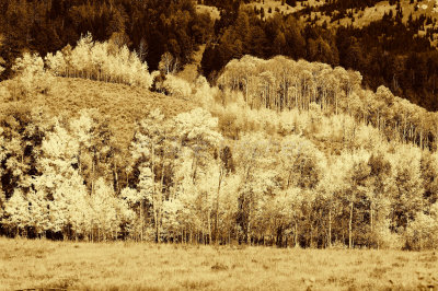 Grand Teton NP 09-26-08 1152 B&W