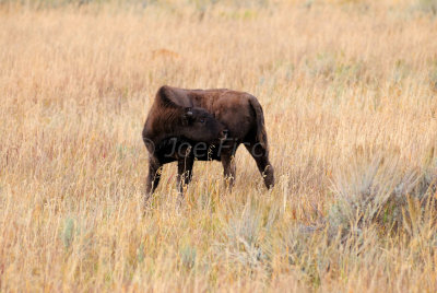 Grand Teton NP 09-25-08 0999