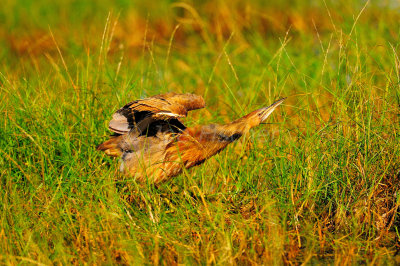 San Bernard NWR 10-26-08 0192.JPG