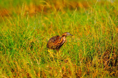 San Bernard NWR 10-26-08 0200.JPG